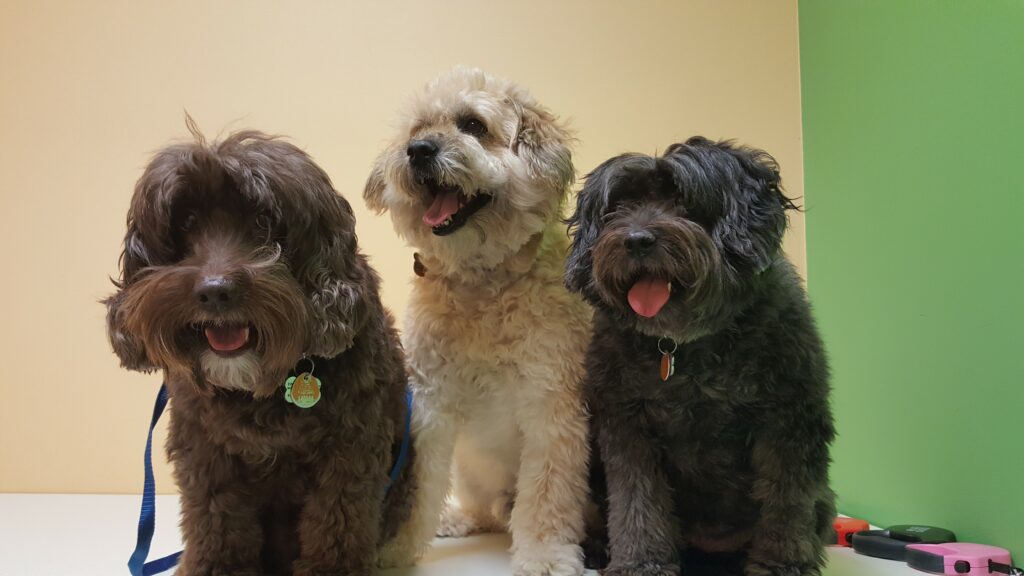 Veterinarian In West Palm Beach, FL 33406 Paws 2 Help