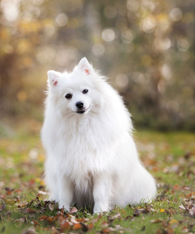 cute white dog sitting outdoor