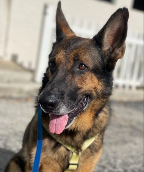Pet Surgical Procedures In West Palm Beach, FL 33406 | Paws 2 Help