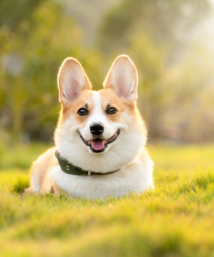 dog in green grass field