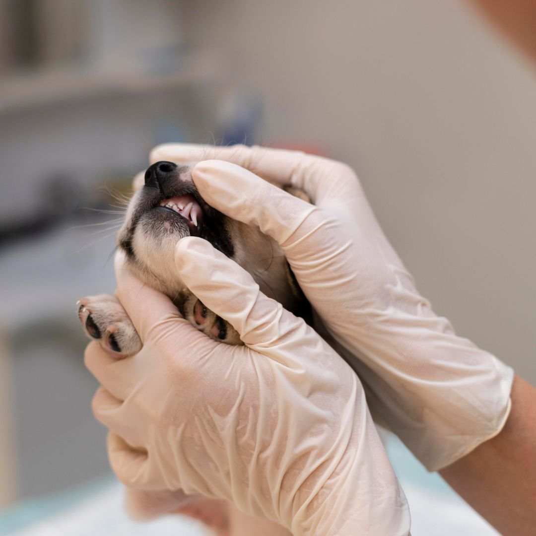 General Pet Care In West Palm Beach, FL 33406 Paws 2 Help