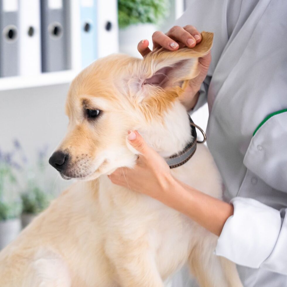 West Palm Beach, FL 33406 Veterinary Services Paws 2 Help