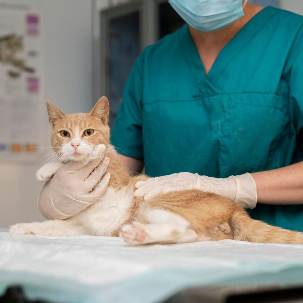 West Palm Beach, FL 33406 Veterinary Services Paws 2 Help