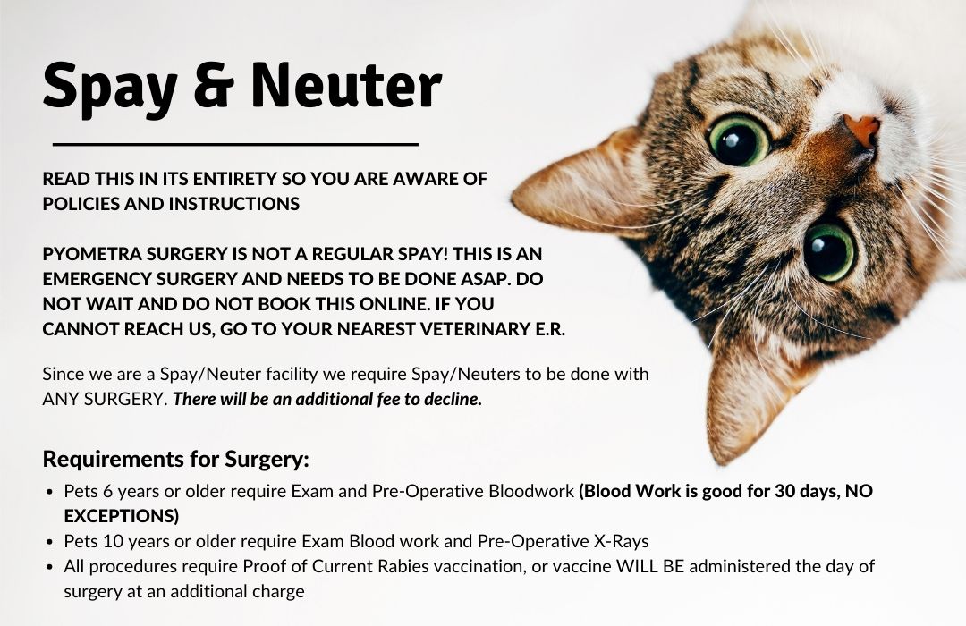 Request A Spay & Neuter Appointment West Palm Beach, FL P2H